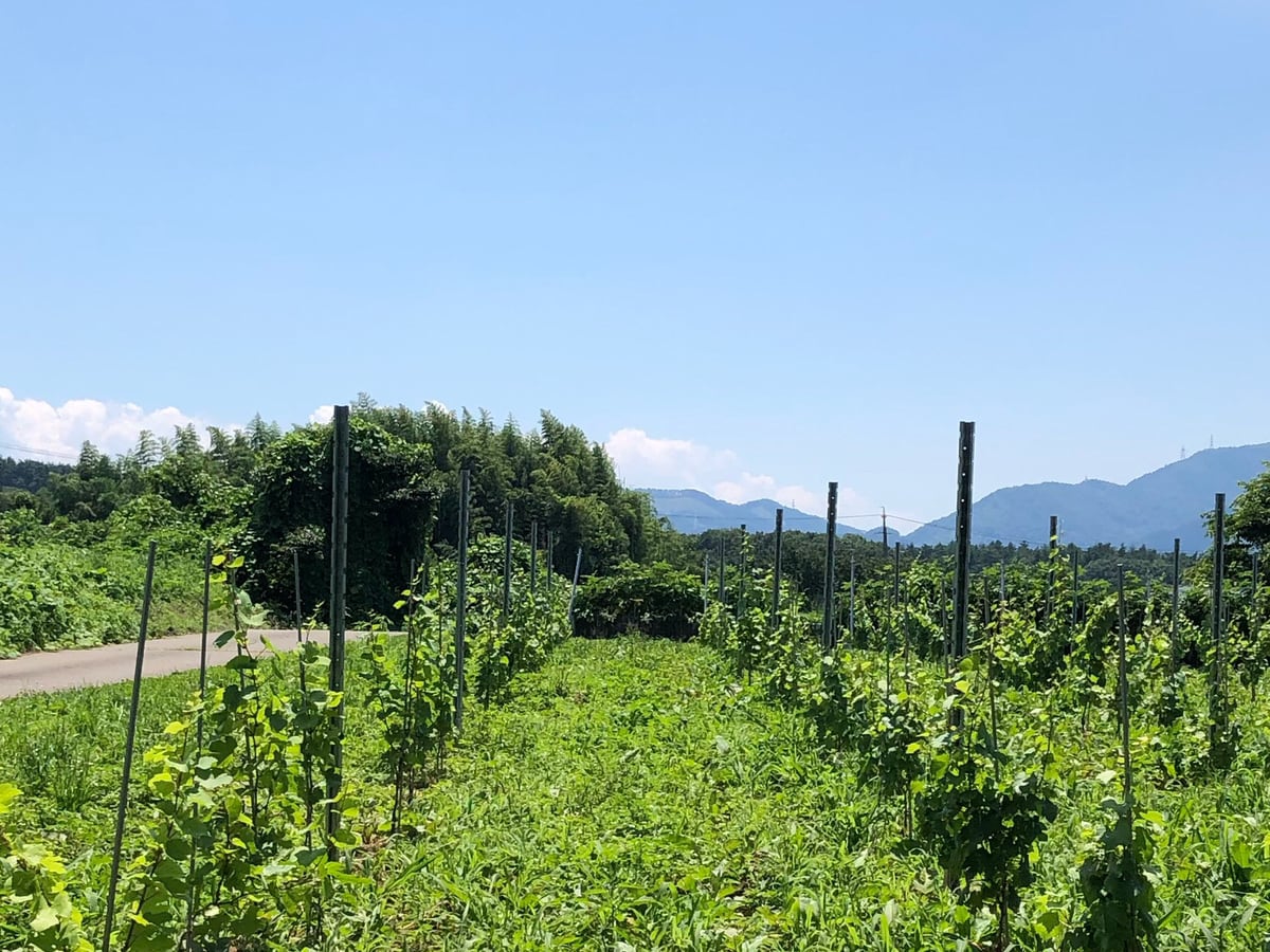 長野県塩尻市のぶどう畑